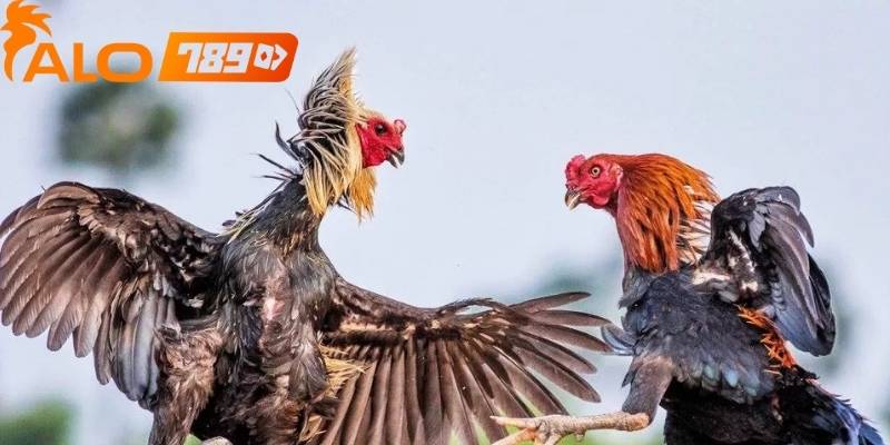 Cược trực tiếp của đá gà alo789 là một loại cược phổ biến hiện nay