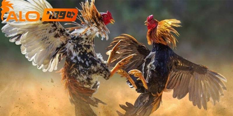 Người chơi cần theo dõi trận đấu trước khi đặt tiền vào gà chiến